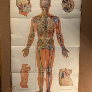 Planșă vintage de acupunctură din China, cu anatomia corpului văzut din spate și explicații în franceză. Anii 1970, 65 × 105 cm.