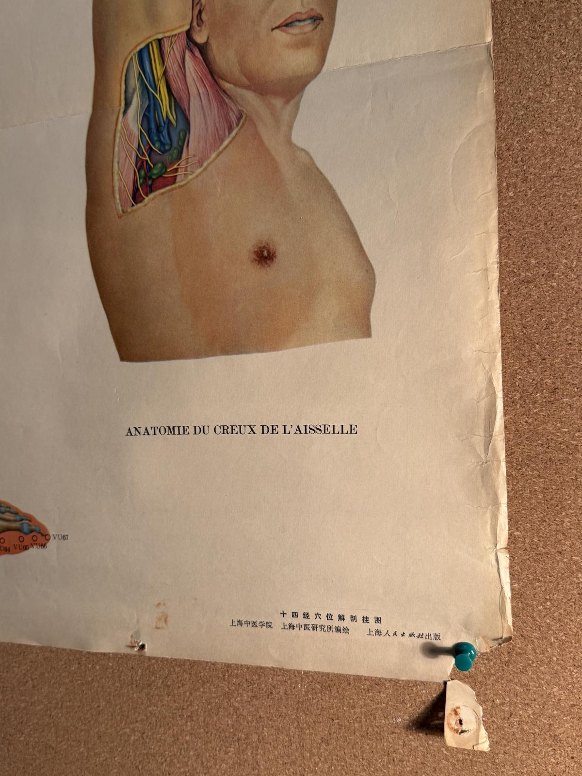 Planșă vintage de acupunctură din China, cu anatomia corpului văzut din spate și explicații în franceză. Anii 1970, 65 × 105 cm.