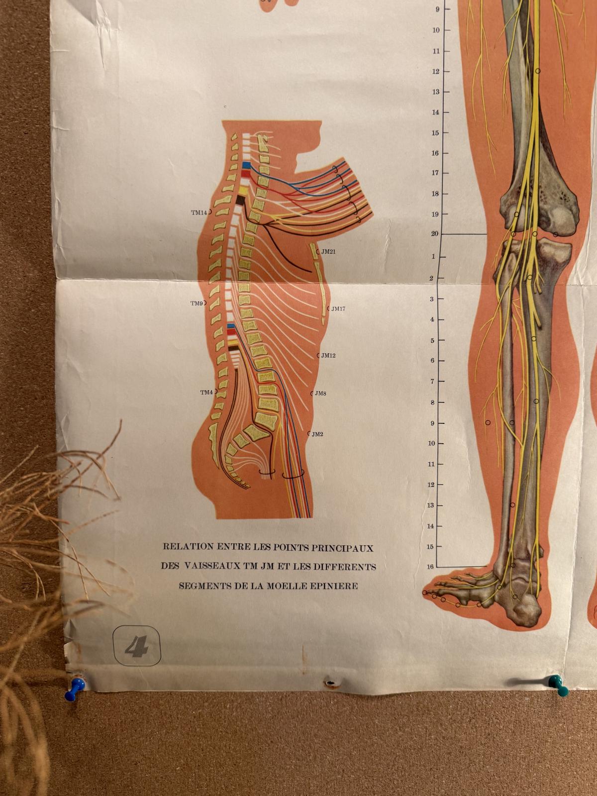 Planșă vintage de acupunctură din China, cu anatomia corpului văzut din spate și explicații în franceză. Anii 1970, 65 × 105 cm.
