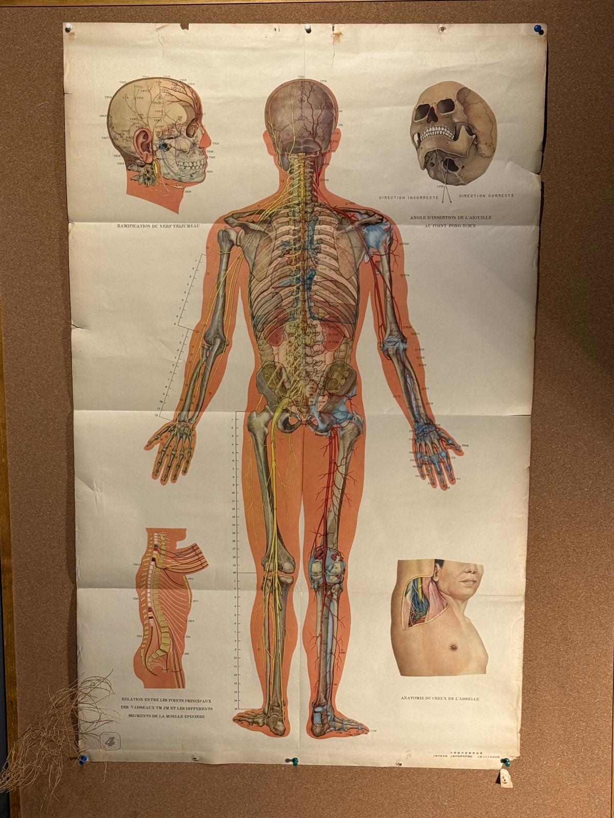 Planșă vintage de acupunctură din China, cu anatomia corpului văzut din spate și explicații în franceză. Anii 1970, 65 × 105 cm.