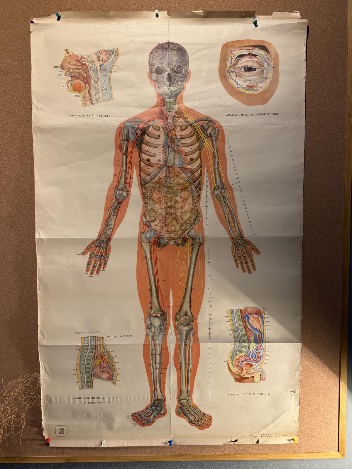 Planșă anatomică vintage pentru acupunctură, tipărită în China în anii 1970, cu explicații în franceză. Dimensiuni: 65 × 105 cm.