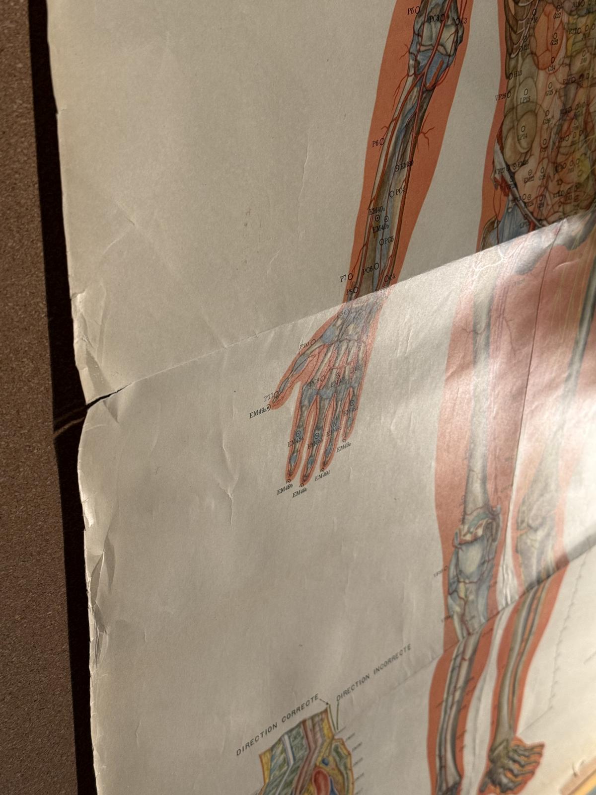 Planșă vintage de acupunctură din China, cu anatomia corpului văzut din spate și explicații în franceză. Anii 1970, 65 × 105 cm.
