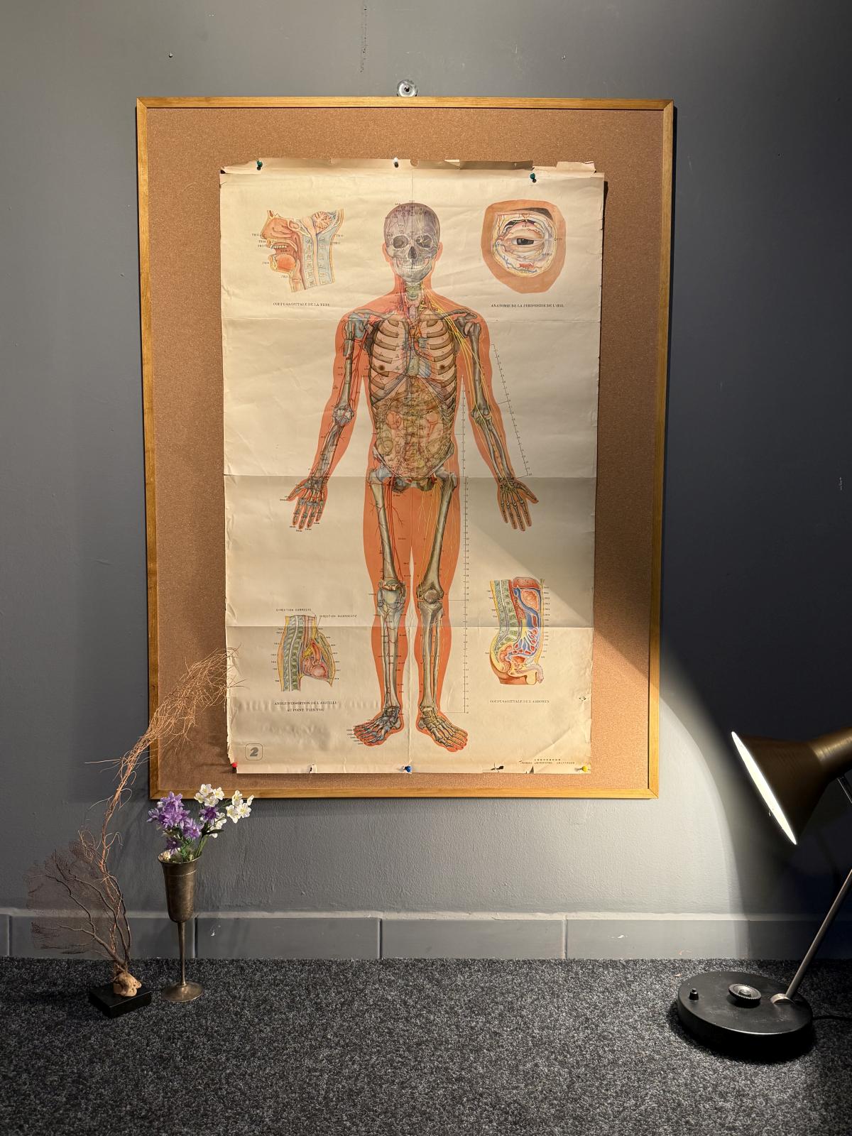 Planșă anatomică vintage pentru acupunctură, tipărită în China în anii 1970, cu explicații în franceză. Dimensiuni: 65 × 105 cm.