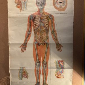 Planșă anatomică vintage pentru acupunctură, tipărită în China în anii 1970, cu explicații în franceză. Dimensiuni: 65 × 105 cm.