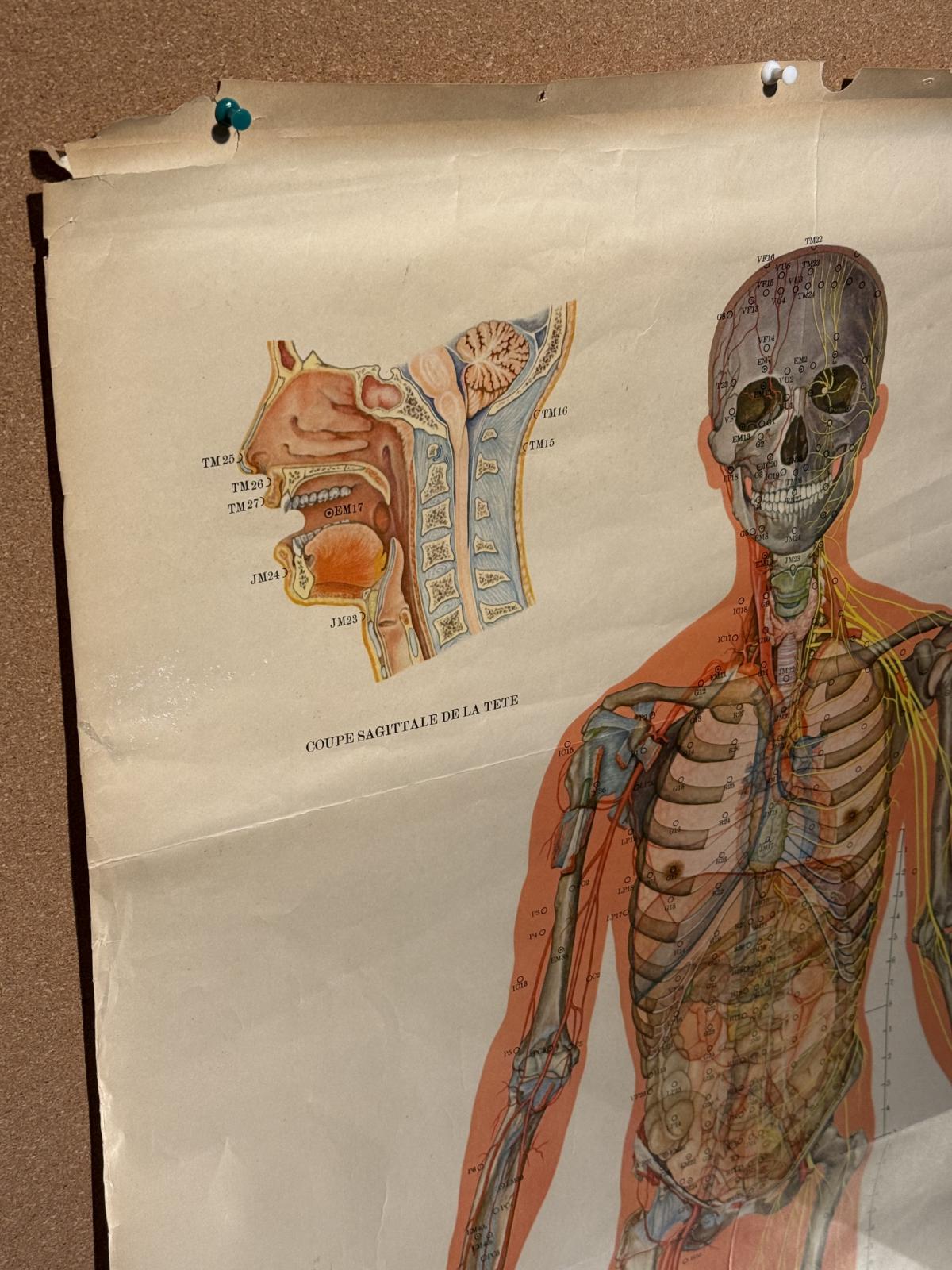 Planșă anatomică vintage pentru acupunctură, tipărită în China în anii 1970, cu explicații în franceză. Dimensiuni: 65 × 105 cm.