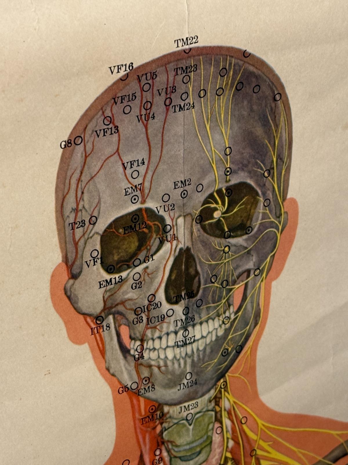 Planșă anatomică vintage pentru acupunctură, tipărită în China în anii 1970, cu explicații în franceză. Dimensiuni: 65 × 105 cm.