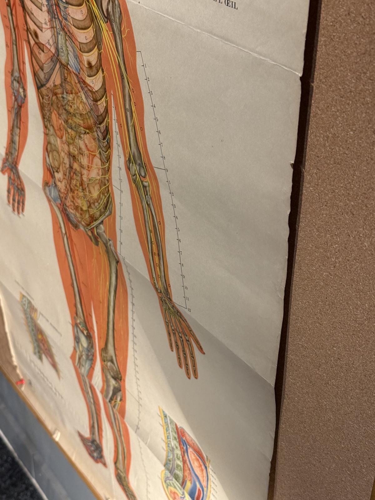 Planșă anatomică vintage pentru acupunctură, tipărită în China în anii 1970, cu explicații în franceză. Dimensiuni: 65 × 105 cm.
