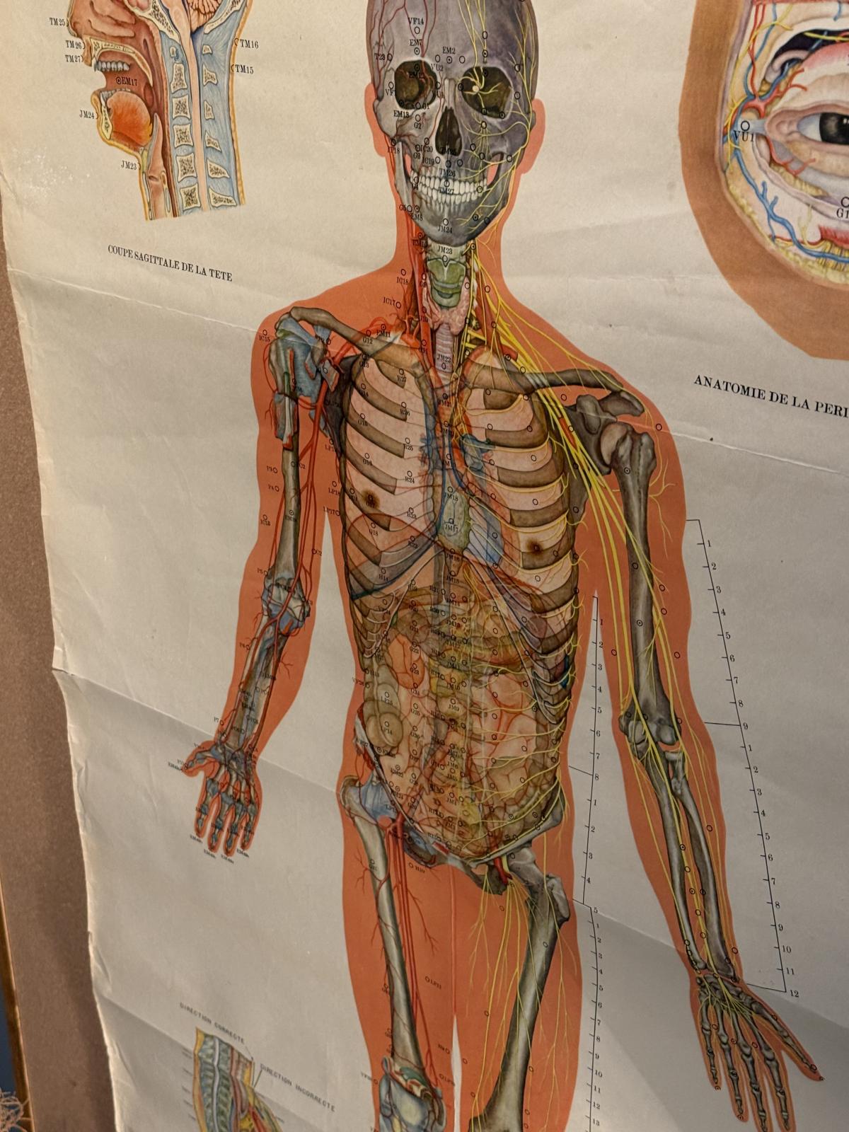 Planșă anatomică vintage pentru acupunctură, tipărită în China în anii 1970, cu explicații în franceză. Dimensiuni: 65 × 105 cm.